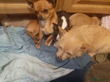 Chihuahua Puppy 2