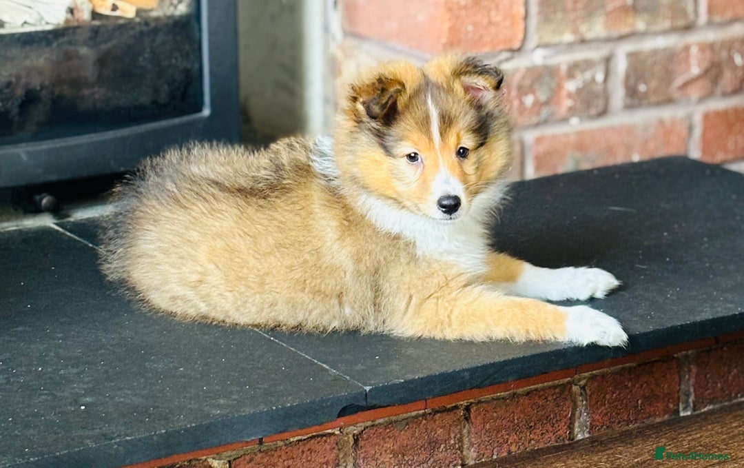 Shetland Sheepdog dogs for sale: Beautiful Shetland Sheepdog Puppies  in Goole - Image 23