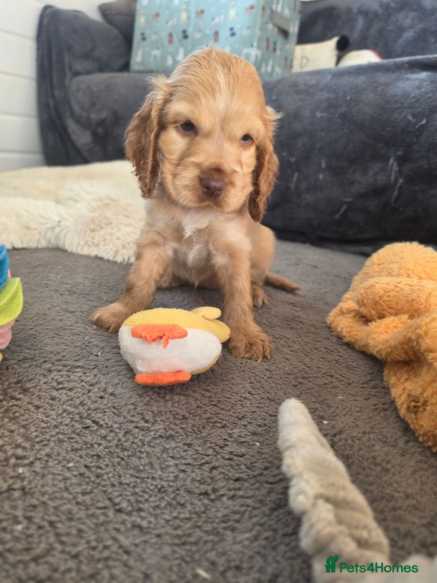 Cocker Spaniel dogs ✨️OUTSTANDING showtype health tested girl 🐶 - Advert 17