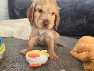 Cocker Spaniel dogs ✨️OUTSTANDING showtype health tested girl 🐶 - Advert 17