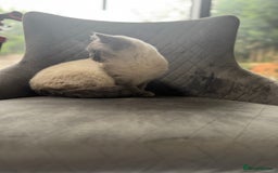 British Shorthair cats for sale: RARE opportunity stunning GCCF ACTIVE 11mnt BSH🩷 - Image 5