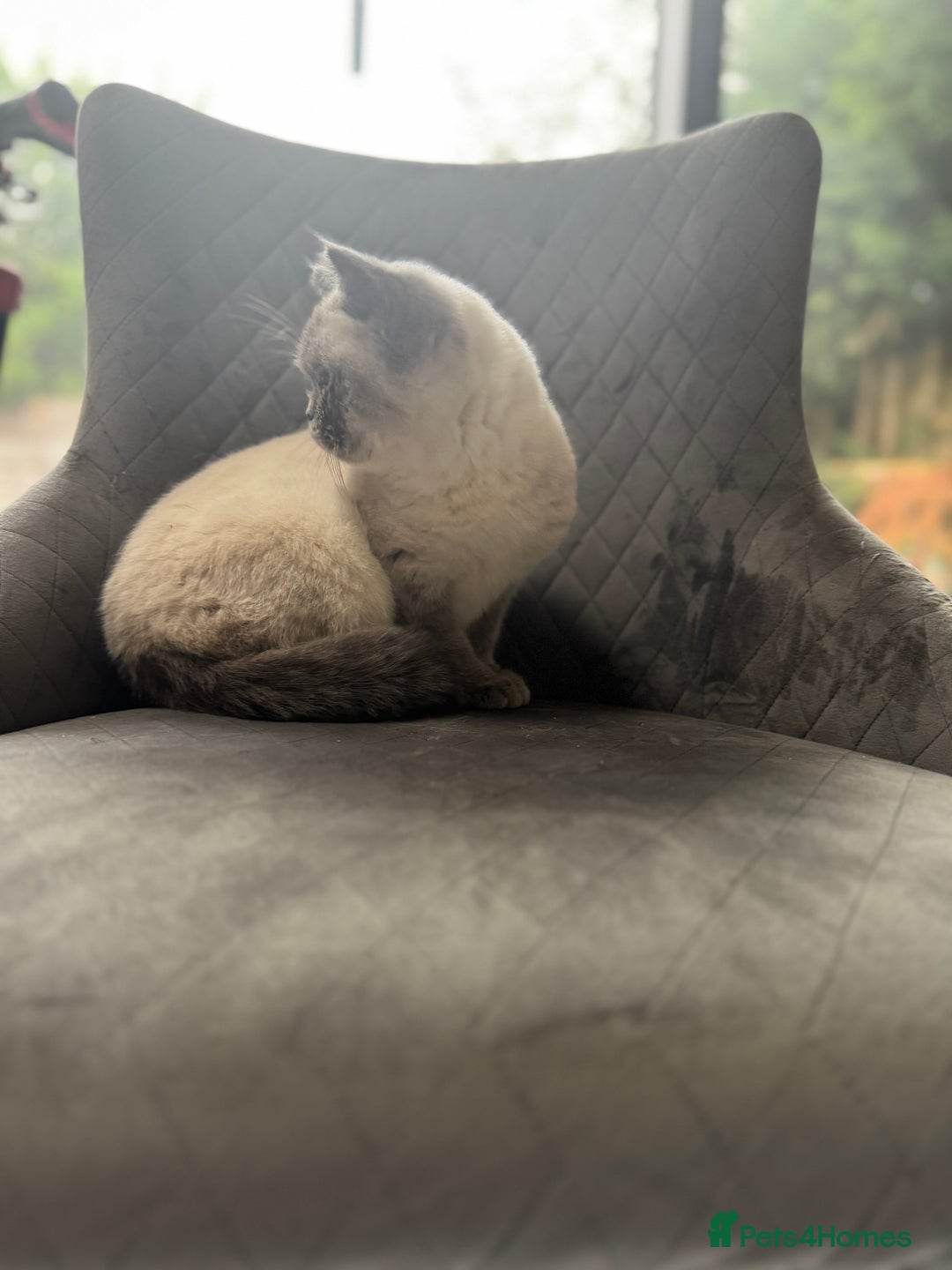 British Shorthair cats for sale: RARE opportunity stunning GCCF ACTIVE 11mnt BSH🩷 - Image 5