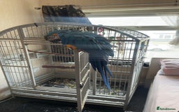 Macaws birds for sale: Macaw for sale - Image 3