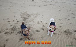 Mixed Breed dogs for sale: Parson Russell Cross Puppies  - Image 3