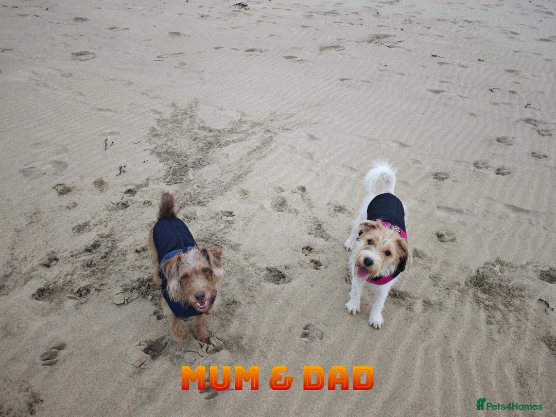 Mixed Breed dogs for sale: Parson Russell Cross Puppies  - Image 3