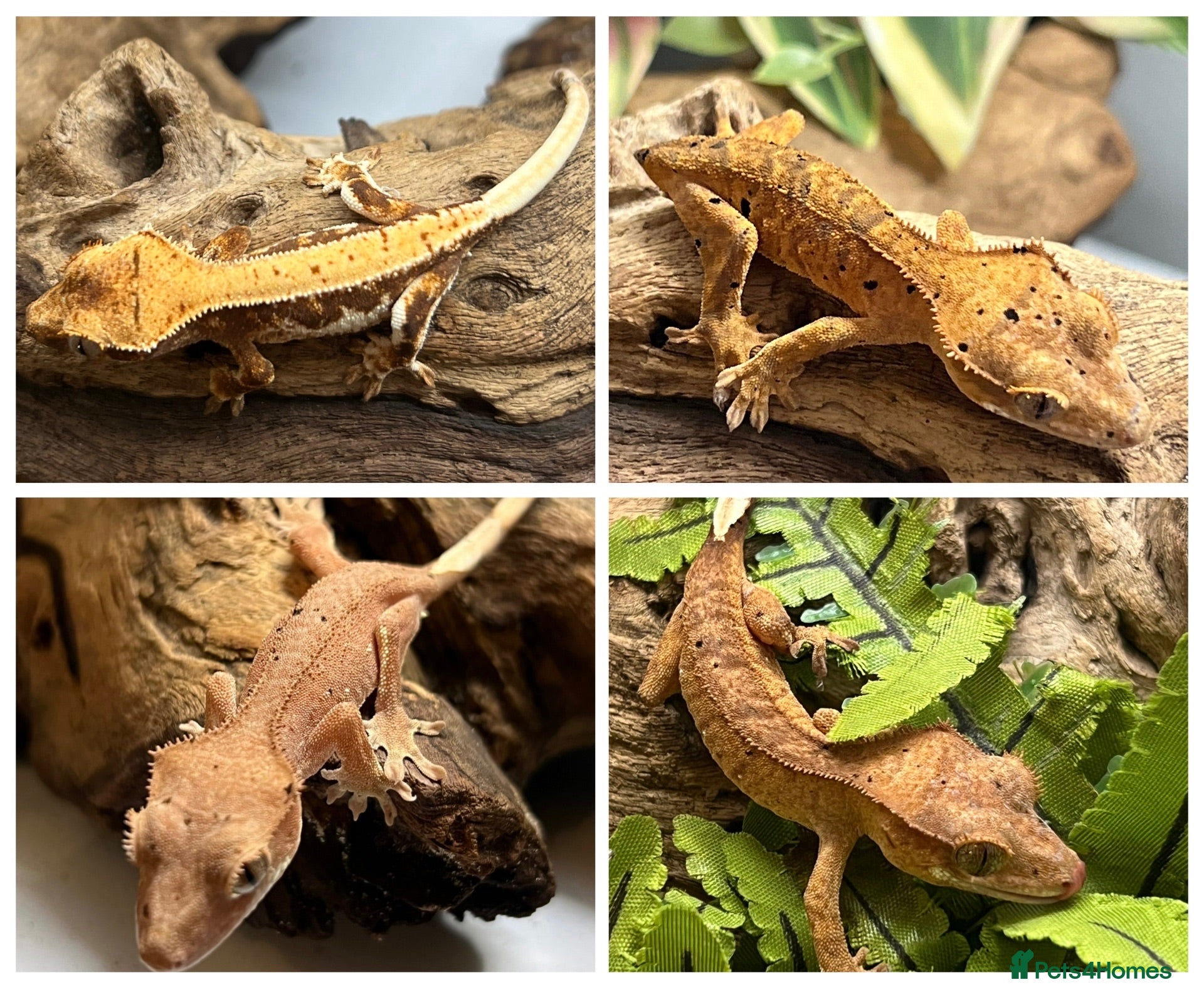 Gecko reptiles CB25 Crested Geckos | Dalmatian & Lily White  - Advert 12