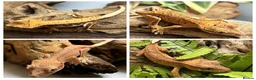 Gecko reptiles for sale: CB25 Crested Geckos | Dalmatian & Lily White  - Advert 1