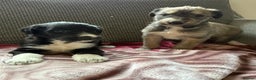 Lurcher dogs for sale: Beautiful woolly coated lurcher pups  - Advert 14