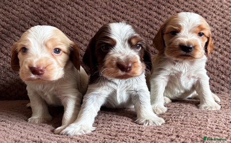 Cocker Spaniel dogs - Advert 16
