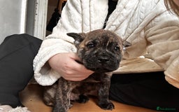 Mixed Breed dogs for sale: Beautiful French chows ready to leave!  - Image 5