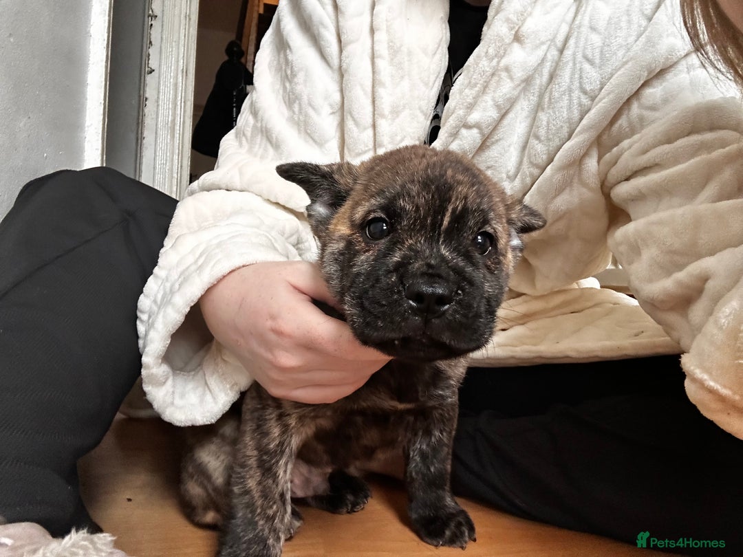 Mixed Breed dogs for sale: Beautiful French chows ready to leave!  - Image 5