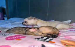 Mixed Breed dogs for sale: BLUE EYE FRUG/ JUG PUPPIES  - Image 7