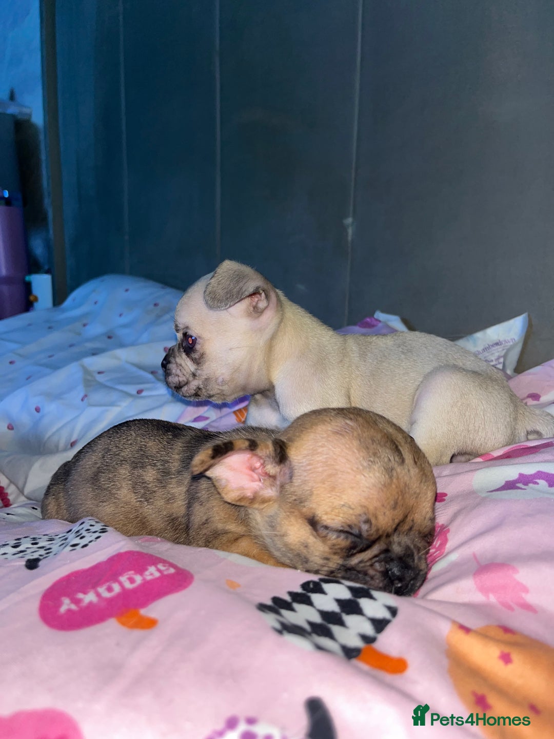 Mixed Breed dogs for sale: BLUE EYE FRUG/ JUG PUPPIES  - Image 7