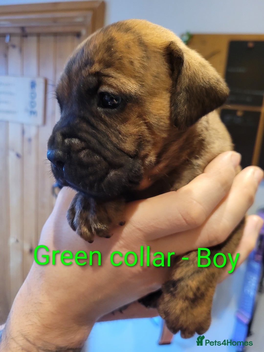 Mixed Breed dogs for sale: Douge de bordeaux x Presa Canerio  - Advert 13