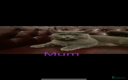 British Shorthair cats for sale: British short hair male and female  - Image 12
