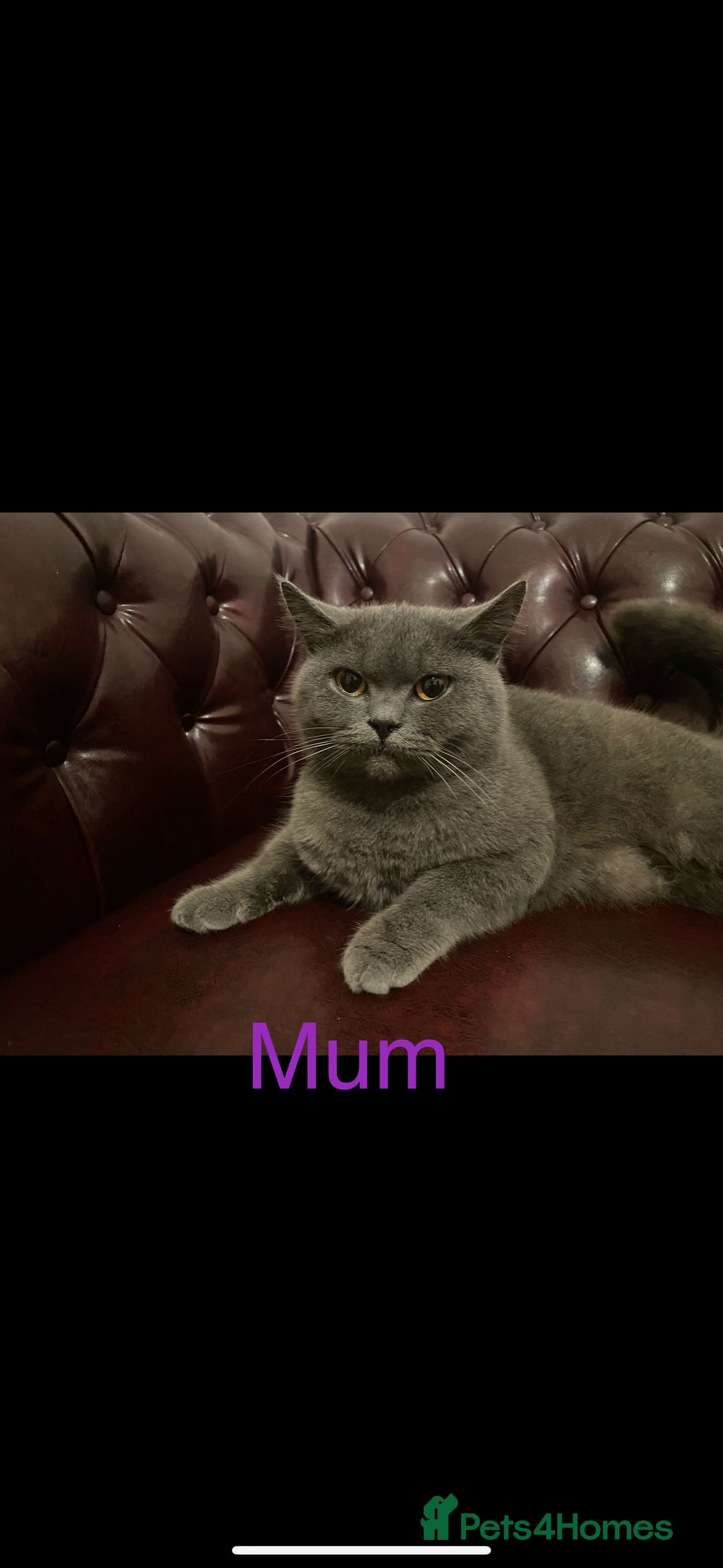 British Shorthair cats for sale: British short hair male and female  - Image 12