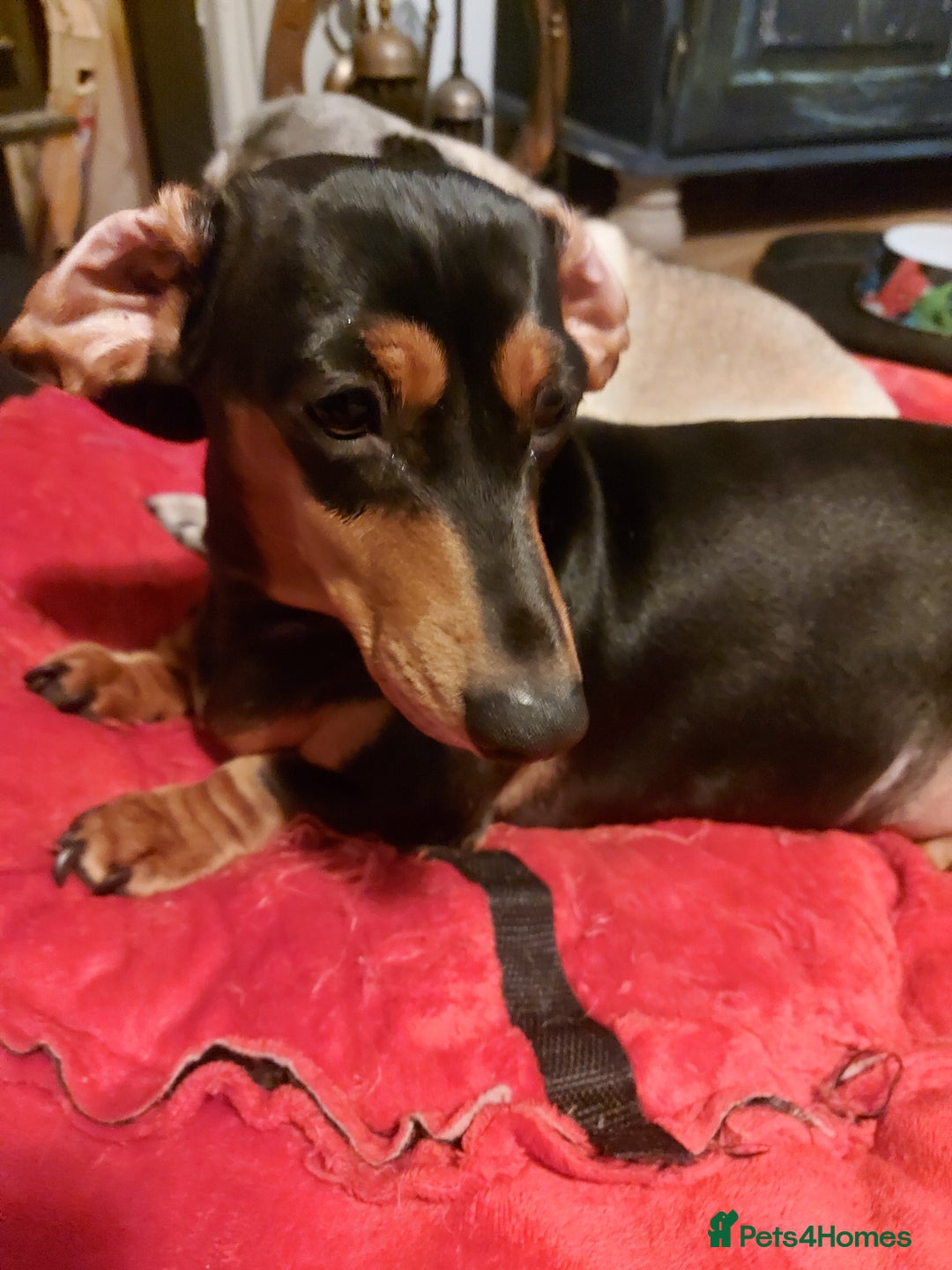 Miniature Dachshund dogs for sale: Miniature Daschund. Female. 3.5 years old.  - Advert 1