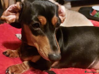 Miniature Dachshund dogs Miniature Daschund. Female. 3.5 years old. - Advert 5