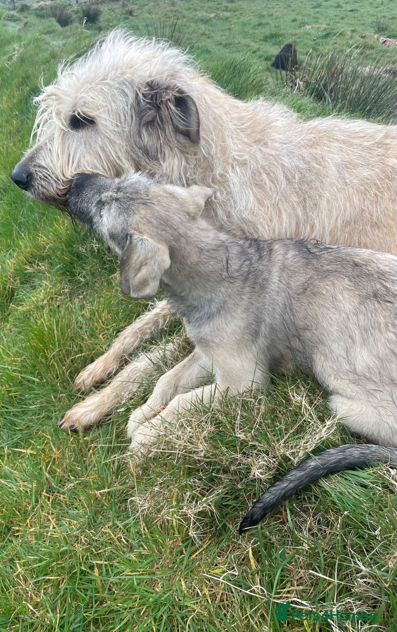 Irish Wolfhound dogs 2 girls ready to go 😍 - Advert 1
