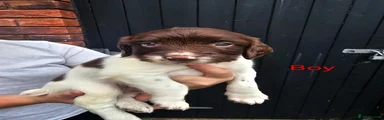 English Springer Spaniel 1
