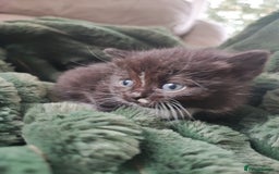 Devon Rex cats for sale: Munchkin x Devon rex  - Image 8