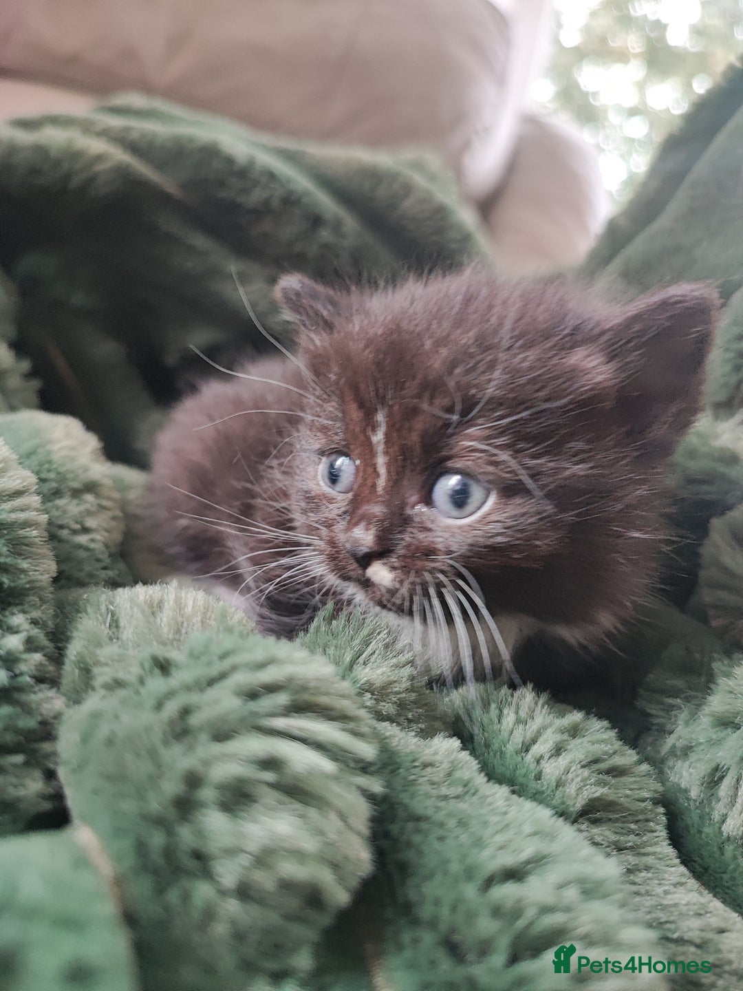 Devon Rex cats for sale: Munchkin x Devon rex  - Image 8