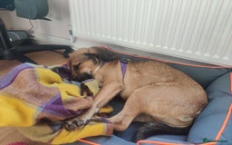 Mixed Breed dogs for adoption: Cute Dingo looking for LOVE - Image 14