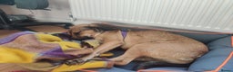 Mixed Breed dogs for adoption: Cute Dingo looking for LOVE - Advert 14