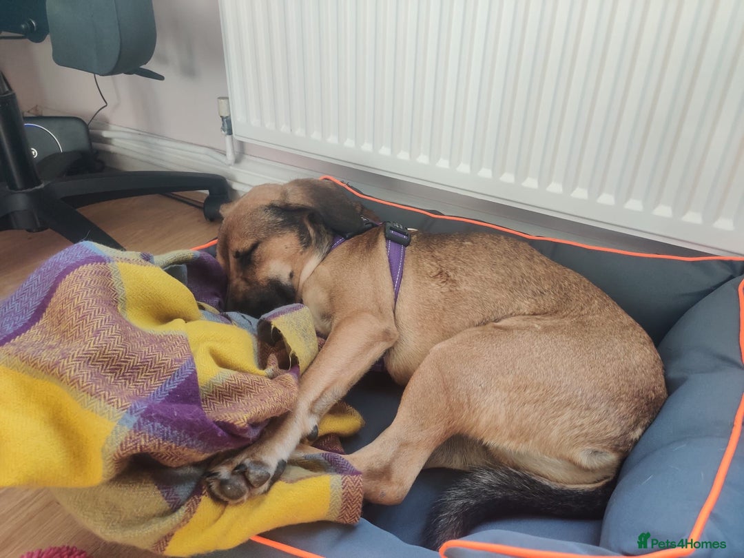 Mixed Breed dogs for adoption: Cute Dingo looking for LOVE - Image 14