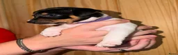 Jack Russell dogs for sale: 5 Stunning Tradition Jack Russell Puppies - Advert 3