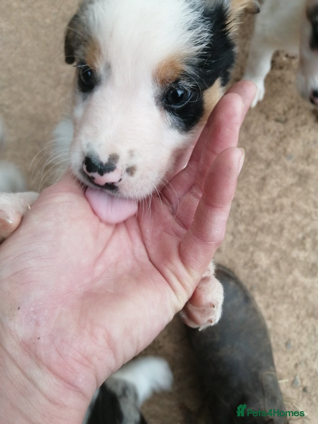 Bearded Collie dogs for sale: Beautiful blue merle collie pups! Workers or pets - Image 9