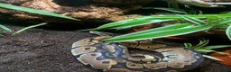 Python Snake reptiles for sale: Royal Python comes with ENCLOSURE  - Advert 1