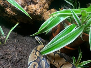 Python Snake reptiles Royal Python comes with ENCLOSURE - Advert 24