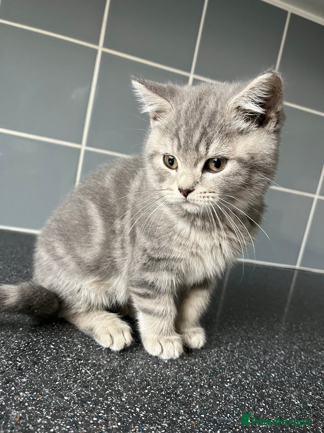 British Shorthair cats for sale: One male and one female remain - Advert 17