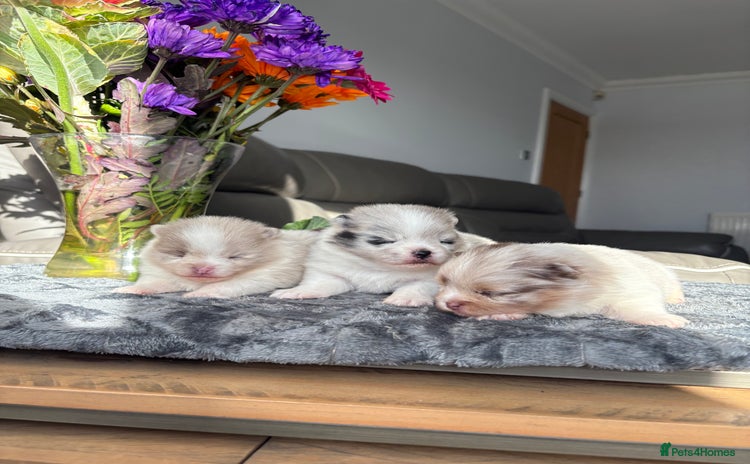 Pomeranian dogs - Advert 3
