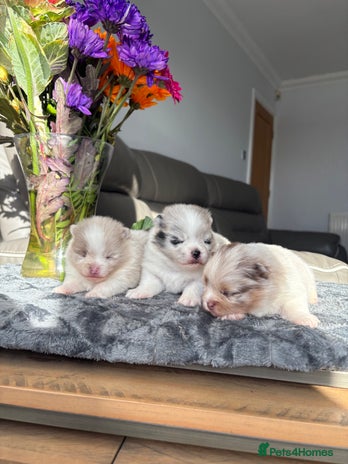 Pomeranian dogs - Advert 3