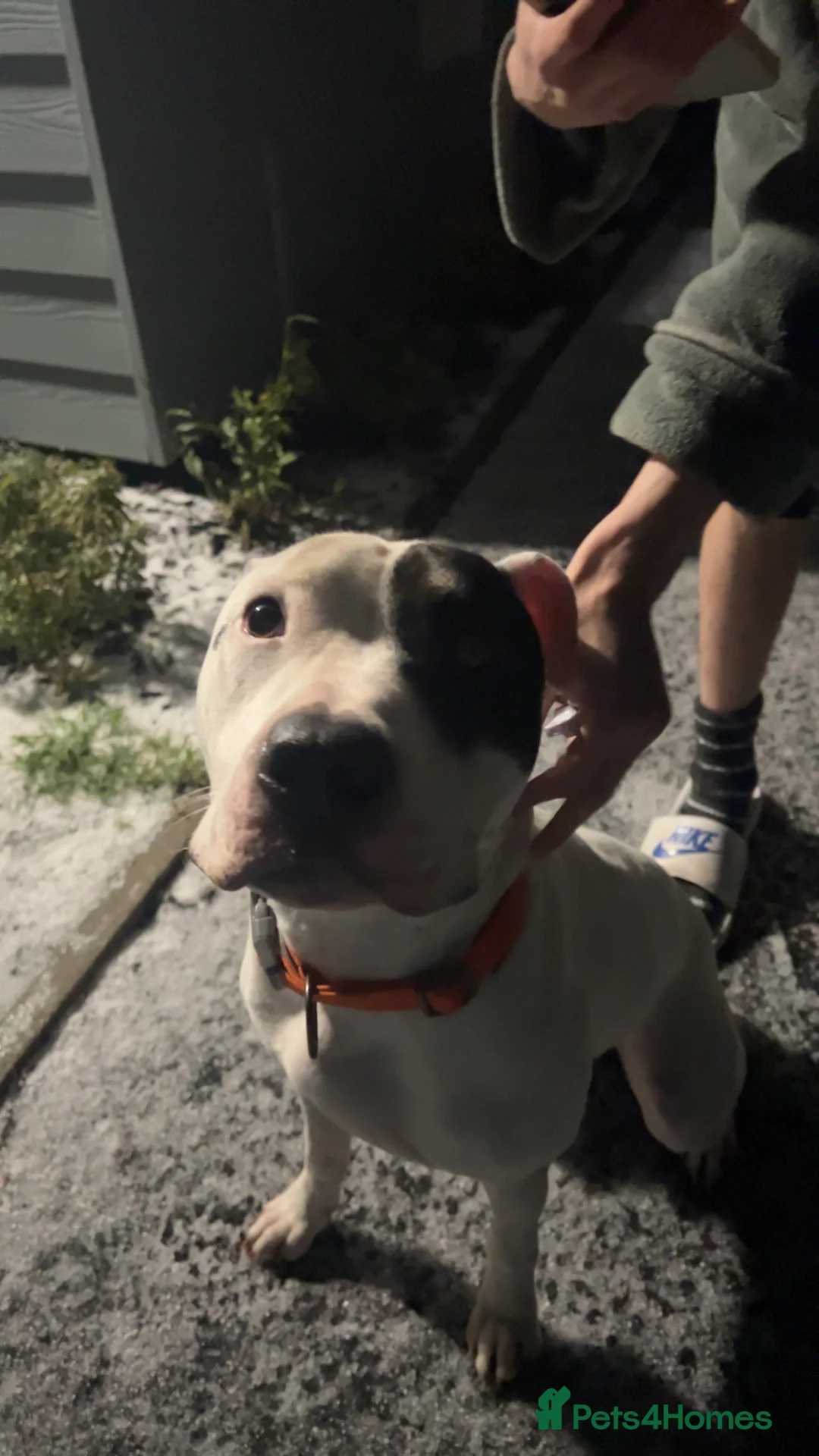 Mixed Breed dogs for sale: Staff x American bulldog - Advert 2