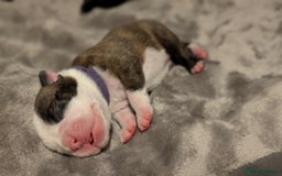Boston Terrier dogs for sale: Boston terrier puppies  - Advert 4