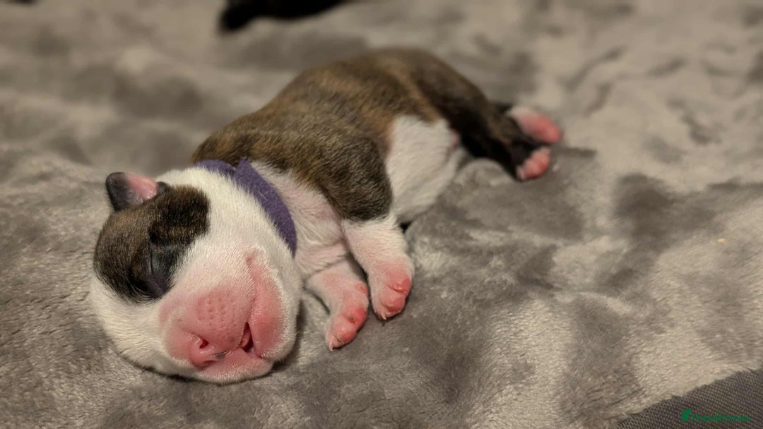Boston Terrier dogs for sale: Boston terrier puppies  - Advert 4