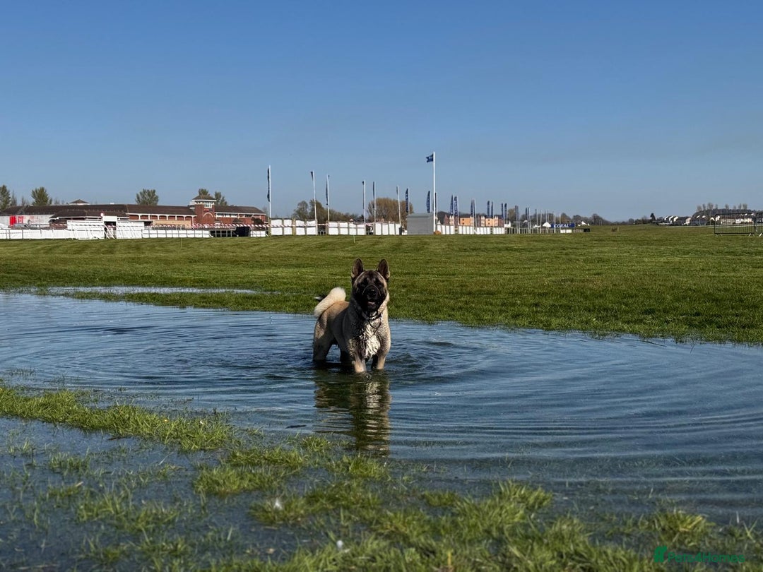 Akita dogs for stud: American akita proven stud  - Image 1