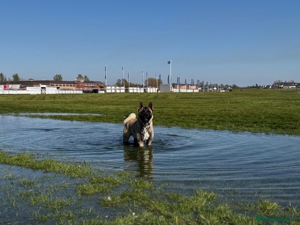 Akita dogs - Advert 1
