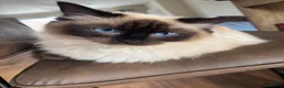 Ragdoll cats for sale: Ragdoll  in Craigavon - Advert 3