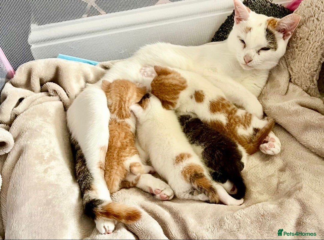 Mixed Breed cats for sale: Kittens for sale - Image 9