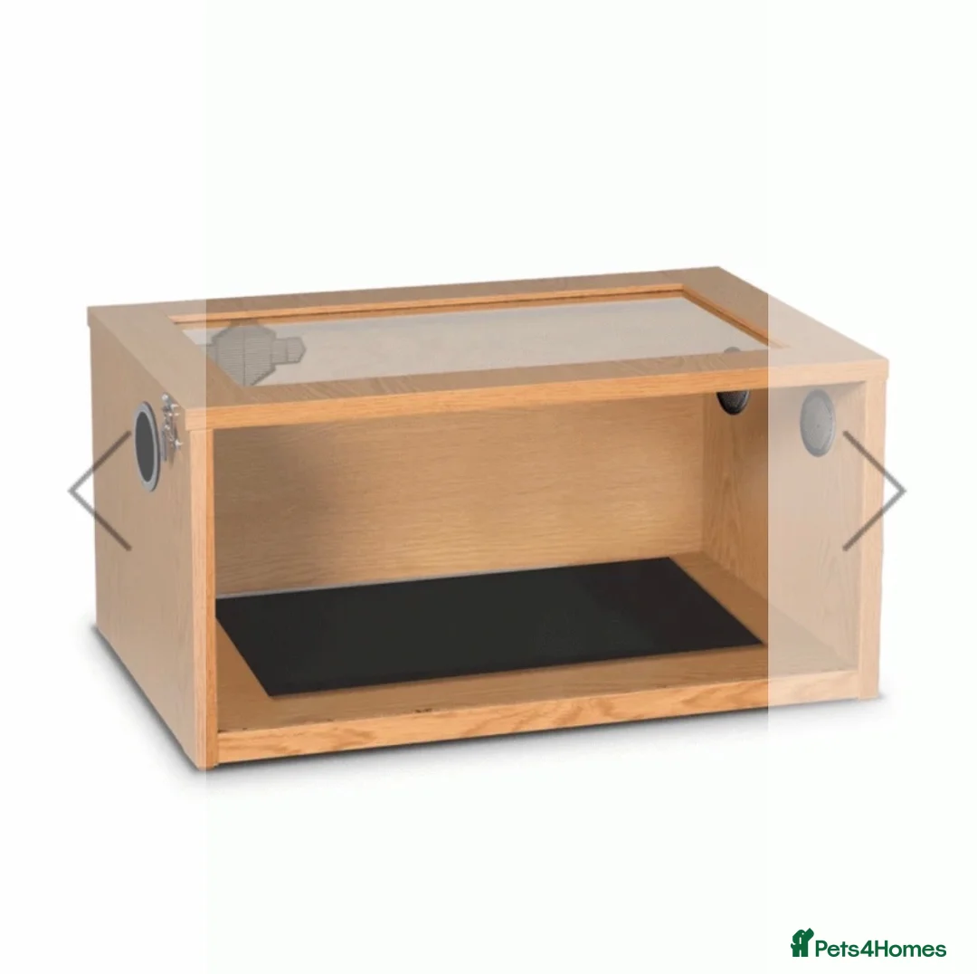 Leopard Gecko reptiles for sale: Leopard Gecko Starter Kit Enclosure  in Denbigh - Advert 1