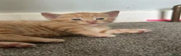 Domestic Shorthair cats for sale: Beautiful kittens - Advert 36