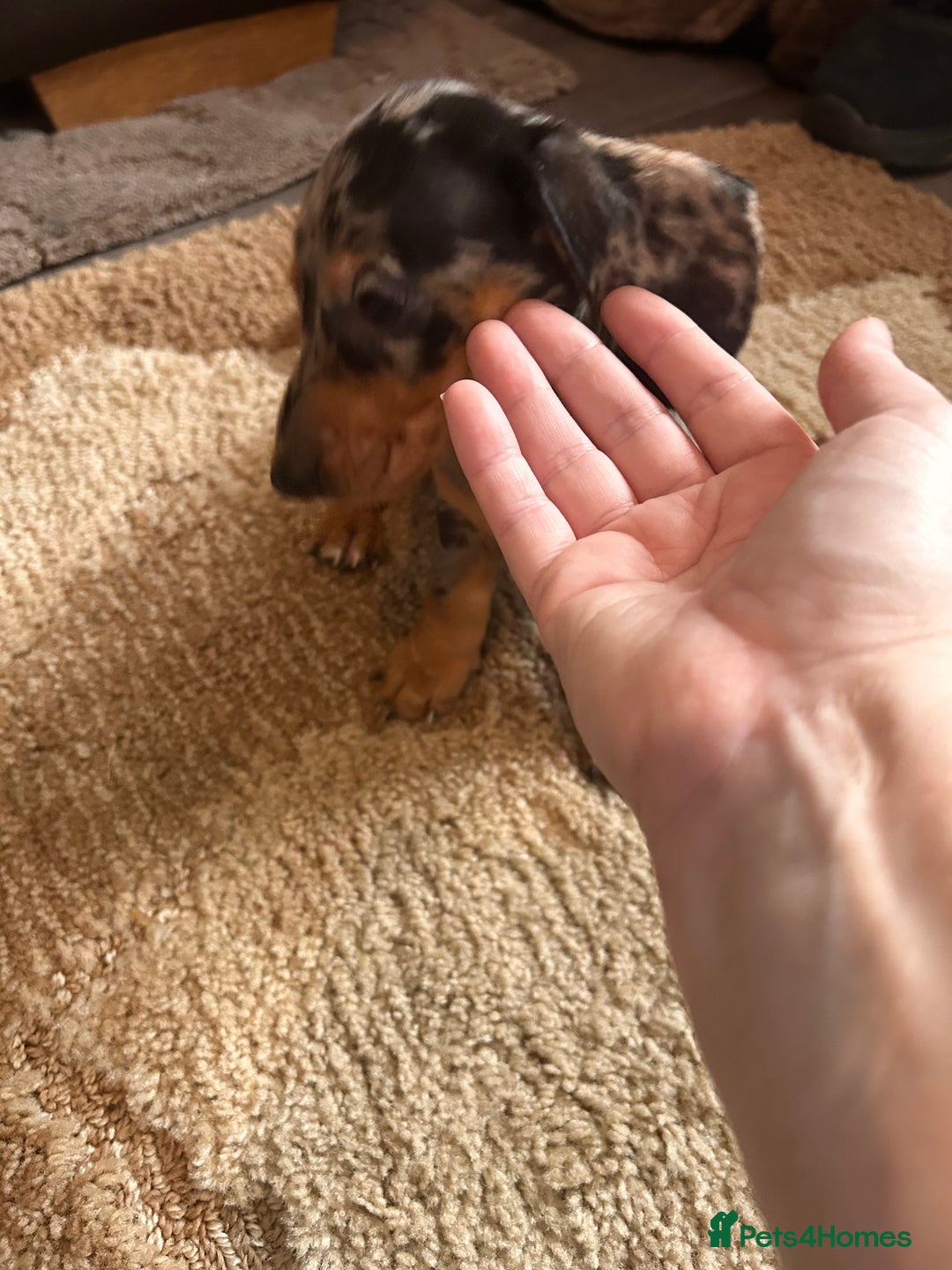 Miniature Dachshund dogs for sale: Dachshund puppies boys and girls ready now - Advert 4