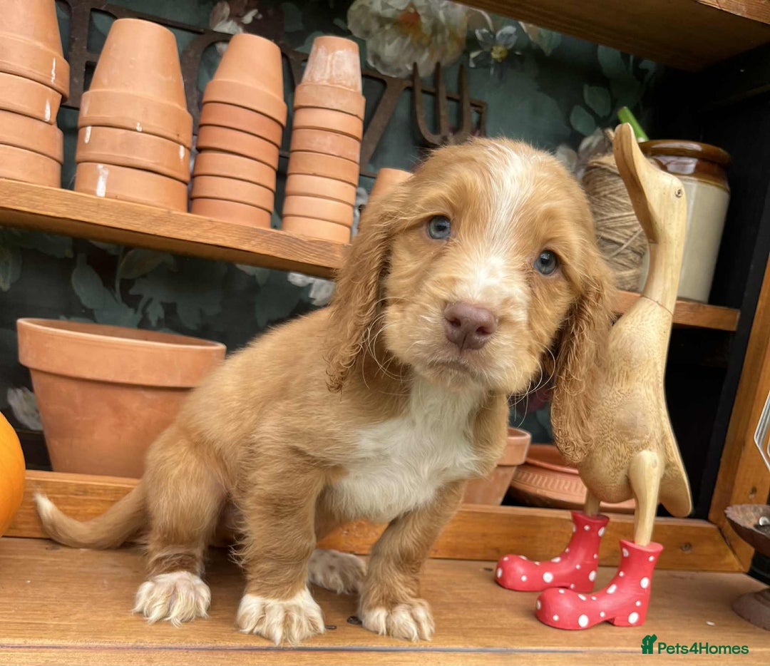 Cocker Spaniel dogs for sale: Cocker spaniel puppies  - Image 2