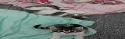 Mixed Breed cats for sale: Kitten - last girl  in Telford - Advert 2