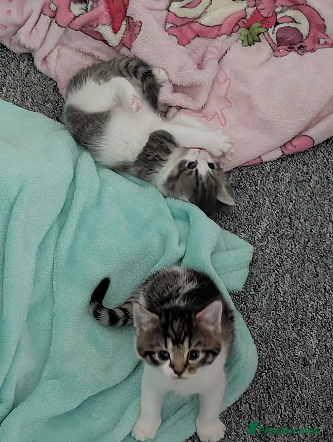 Mixed Breed cats for sale: Kitten - last girl  in Telford - Advert 2