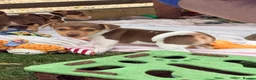 Jack Russell dogs for sale: Mini Jack Russell pups 🐶  - Advert 19